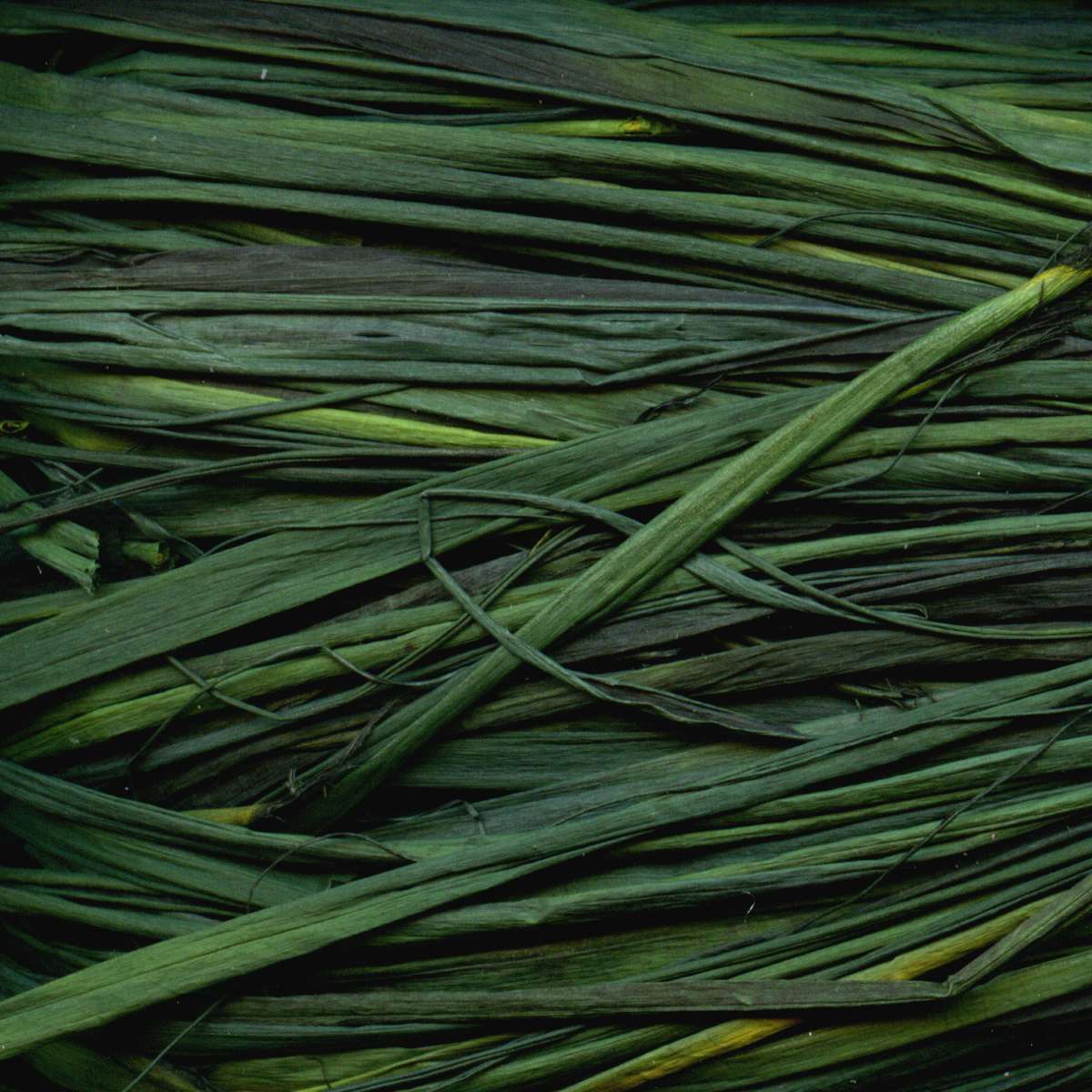 MAILDOR Raffia Naturbast 50g ca. 80-100cm tannengrün